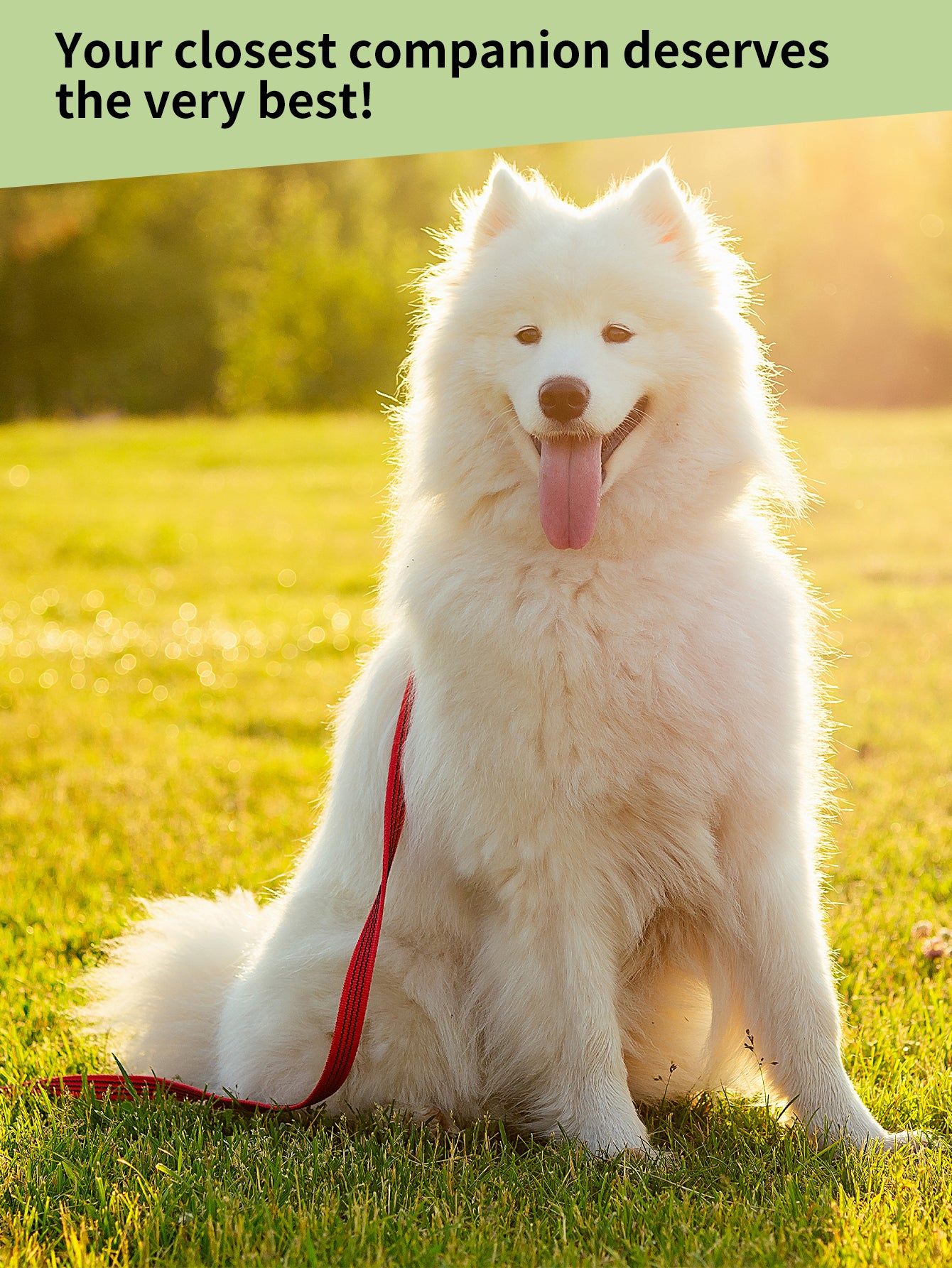 Pet Avocado Conditioner 100g